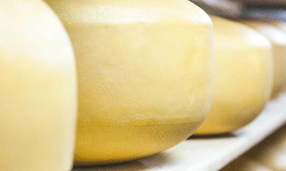 Sådan vælges ostevoks med fokus på hele produktionsprocessen Sådan vælges ostevoks med fokus på hele produktionsprocessen